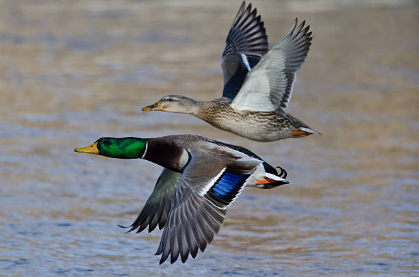 Pair of Mallard Ducks Flying Low Over the River Pair of Mallard Ducks Flying Low Over the River mallard duck stock pictures, royalty-free photos & images