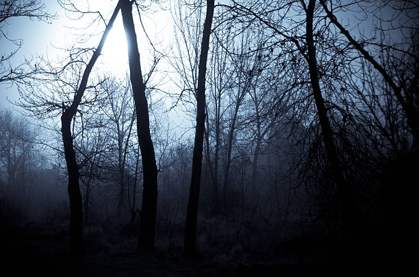istock Mood Shadows in the Dark Misty Forest 506618782