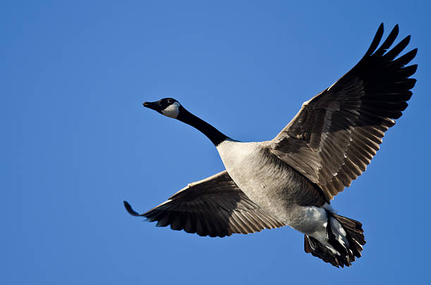 Oca canadese volare nel cielo blu - foto stock