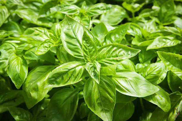 Close-up of fresh basil plants in a plant nursery. The leaves of the plant basil is a popular European herb in cooking and mediterranean cuisine. Photographed in horizontal format.