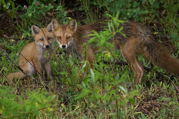 istock Wildlife in Hokkaido 506619312