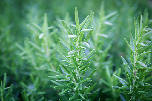 Close-up of kitchen herb rosemary plants in the herb vegetable garden. The fresh green leaf sprigs are a natural ingredient for adding flavor and seasoning to food. They may be organically grown and cultivated for healthy eating in a vegetarian diet.