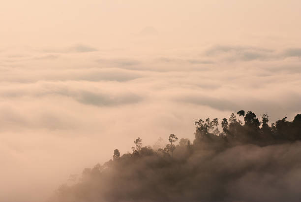 istock foggy tropical forest landscape in malaysia 506619530