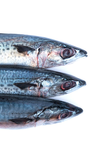 Fresh saba fish
