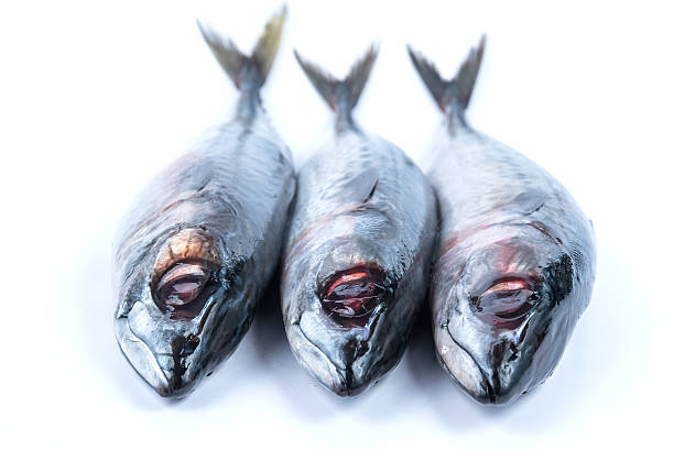 Fresh saba fish