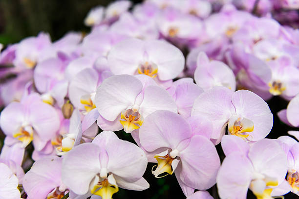 istock White orchid flowers on the tree 506619836