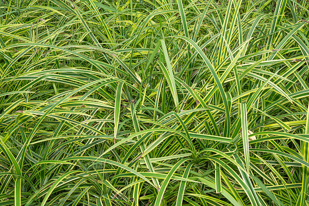 istock Close up on fresh green grass texture background 506619993
