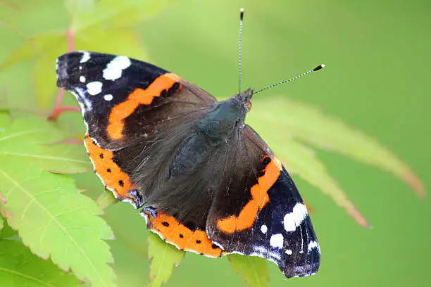 Photo showing a small Red Admiral butterfly (Latin name: Vanessa atalanta), pictured sunny itself on the green leaves of a Japanese maple (acer palmatum) in a landscaped garden.
