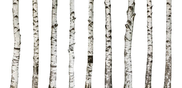 birch trunks aislado en blanco - abedul fotografías e imágenes de stock