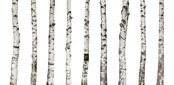 Birch trunks isolated on white background -including clipping path