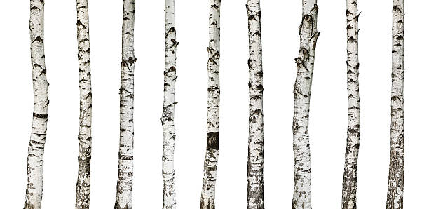 Birch trunks isolated on white Birch trunks isolated on white background -including clipping path birch tree photos stock pictures, royalty-free photos & images