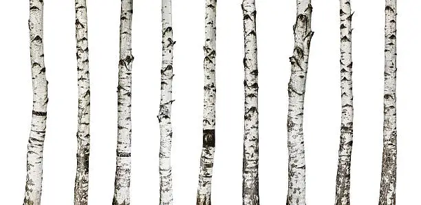 Photo of Birch trunks isolated on white