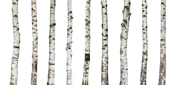 birch trombas isolada no branco - birch bark - fotografias e filmes do acervo