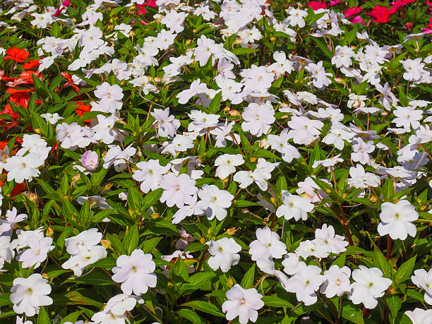 istock Impatiens New Guinea flower 506622227