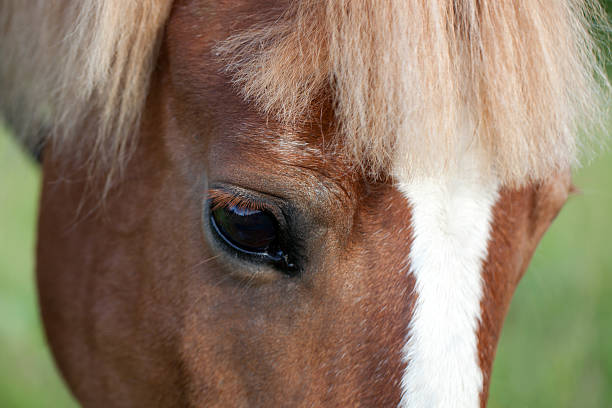 istock Close up of horse-eye 506622409