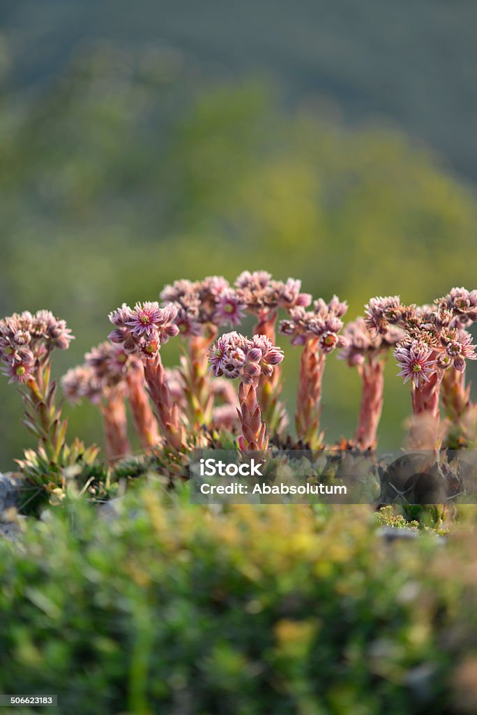 Sempervivum Tectorum, frequentes Saião, a Eslovénia, a Europa - Royalty-free Alpes Europeus Foto de stock