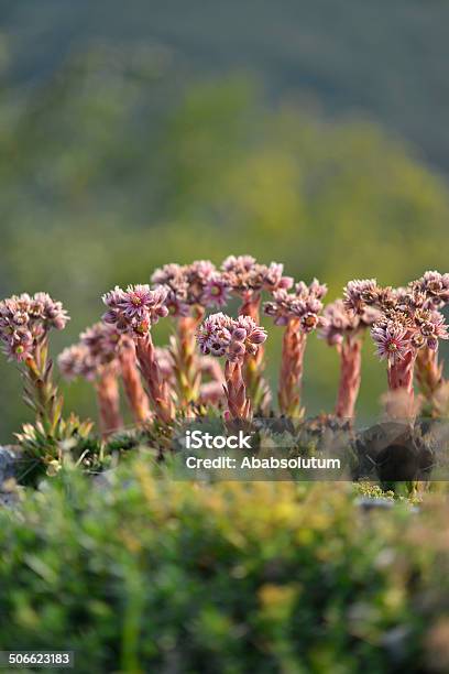 Sempervivum Tectorum Frequentes Saião A Eslovénia A Europa - Fotografias de stock e mais imagens de Alpes Europeus