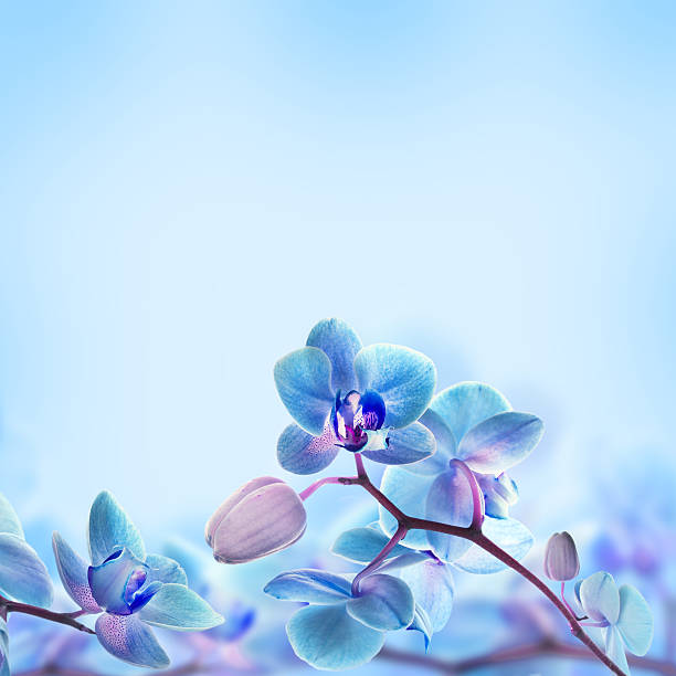 Floral background Floral background of tropical orchids blue flowers stock pictures, royalty-free photos & images