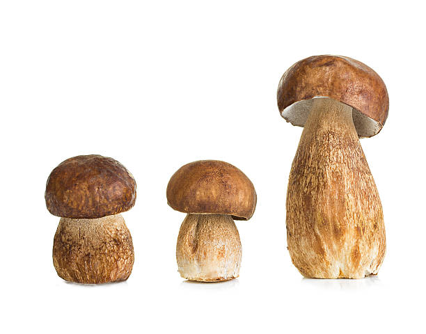 istock Boletus, cep mushroom isolated on white background 506623425