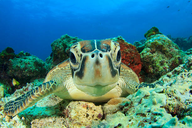 zielony żółwiowy - sea turtle coral turtle green sea turtle zdjęcia i obrazy z banku zdjęć
