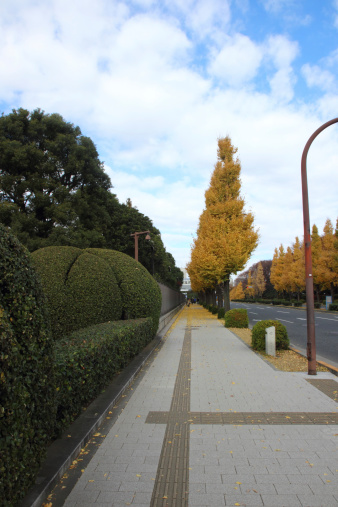 Ginkgo trees in autumn at Tokyo, Japan