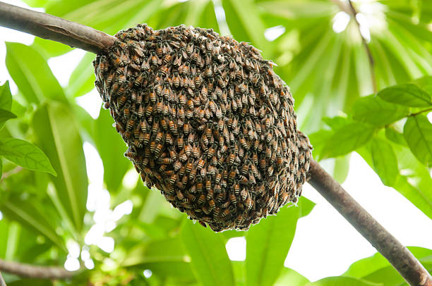 pszczoły miodnej swarm wiszący - swarm of bees zdjęcia i obrazy z banku zdjęć