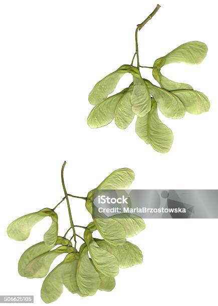 Seeds Of Sycamore Maple Tree Stock Photo - Download Image Now - Close-up, Color Image, Cut Out