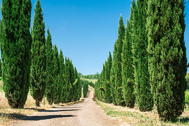 istock Roads in Tuscany 506625423
