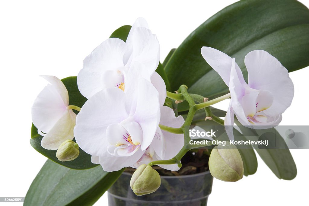 Puro Orquídea branca - Foto de stock de Amarelo royalty-free