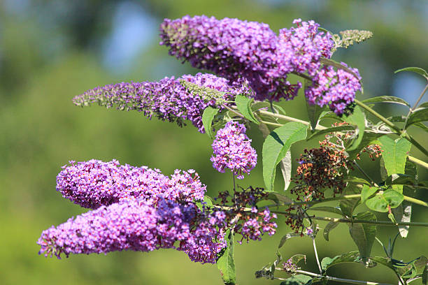 imagen de color púrpura budleia flores silvestres (buddleja davidii) butterfly bush - flower single flower macro focus on foreground fotografías e imágenes de stock