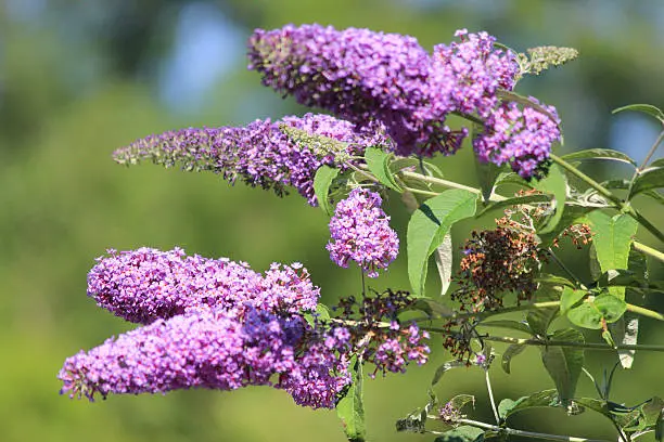 Photo showing the large purple flowers of a buddleia tree growing in the wild (Latin name: Buddleja davidii).  This is also known as a 'butterfly bush', as the extremely fragrant flowers are often covered in colourful native peacock butterflies.