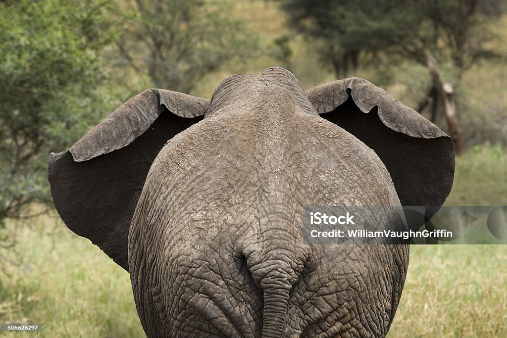 Après l'éléphant - Photo de Afrique libre de droits