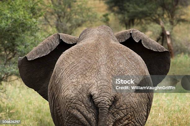 Photo libre de droit de Après Léléphant banque d'images et plus d'images libres de droit de Afrique - Afrique, Animaux de safari, Animaux à l'état sauvage
