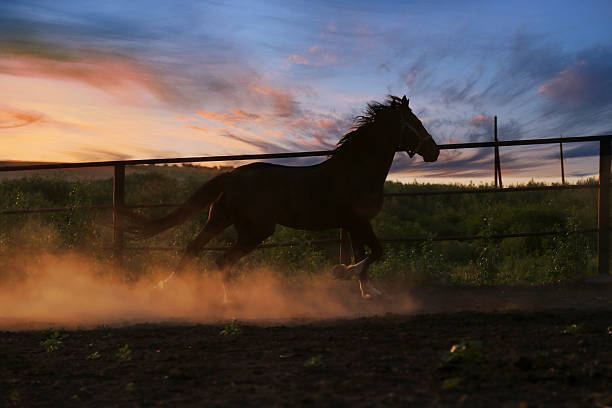 istock Horse in the dust 506626973
