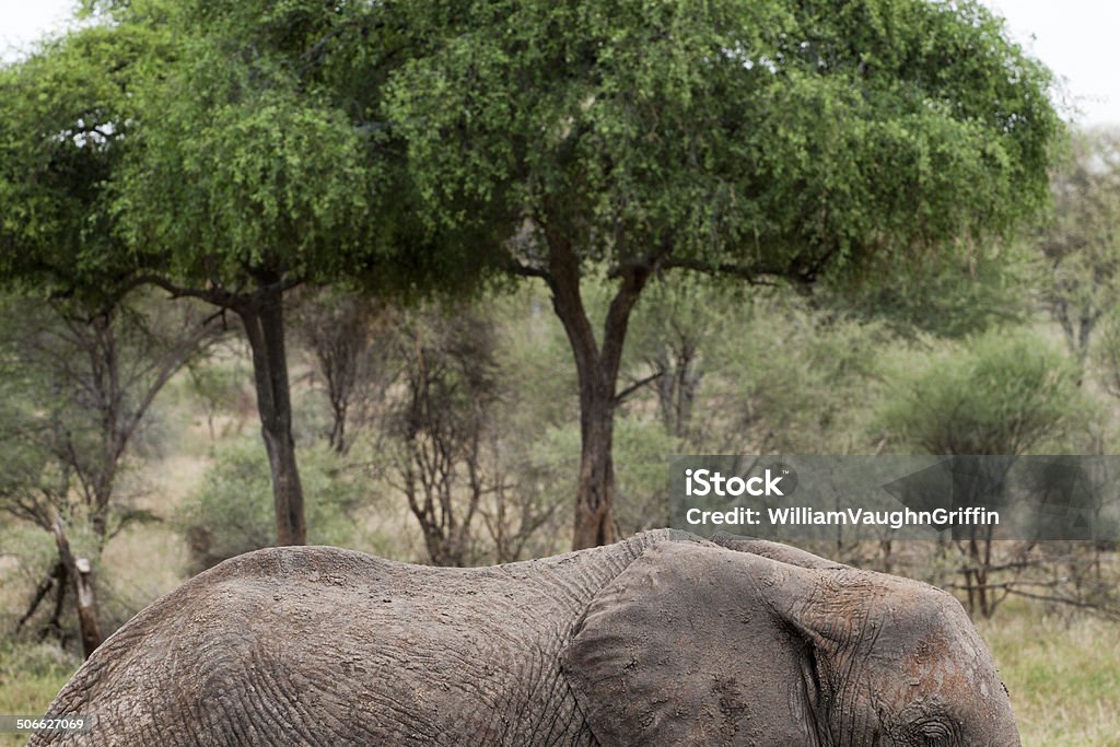 слон - Стоковые фото Африка роялти-фри