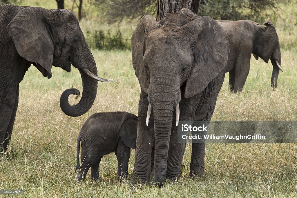 Elefantes - Foto de stock de Animal libre de derechos