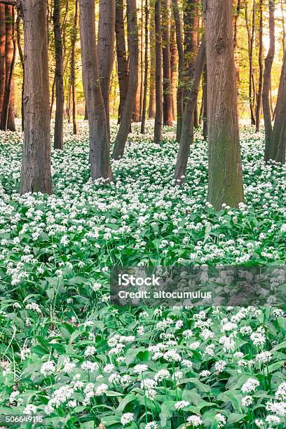 Wild Garlic Stock Photo - Download Image Now - Alley, Backgrounds, Beauty