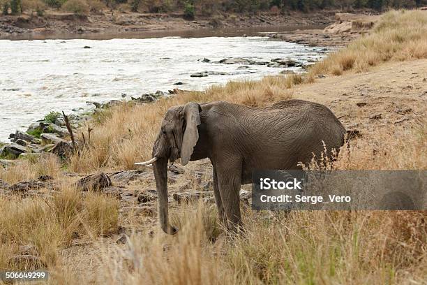 코끼리 On 물 침봉 강에 대한 스톡 사진 및 기타 이미지 - 강, 낮, 대형