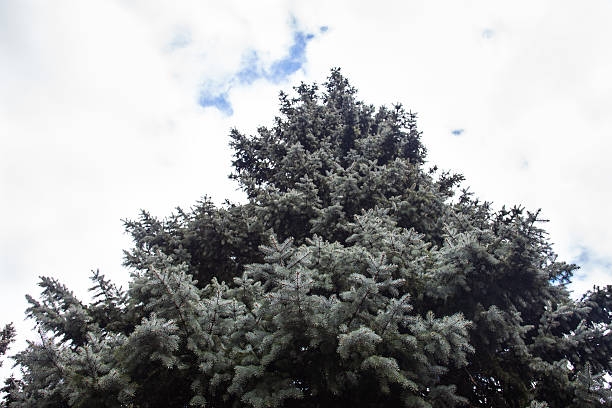 crone de los colorado picea azul - spruce tree colorado blue blue spruce fotografías e imágenes de stock