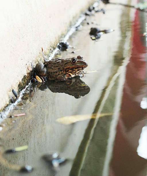 istock Frog in a pond with nature. 506649939