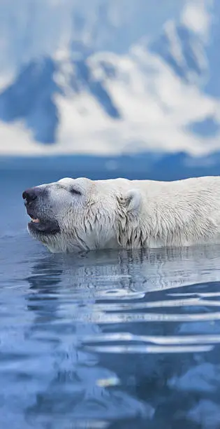 Arctic Polar Bear swimming in the ocean