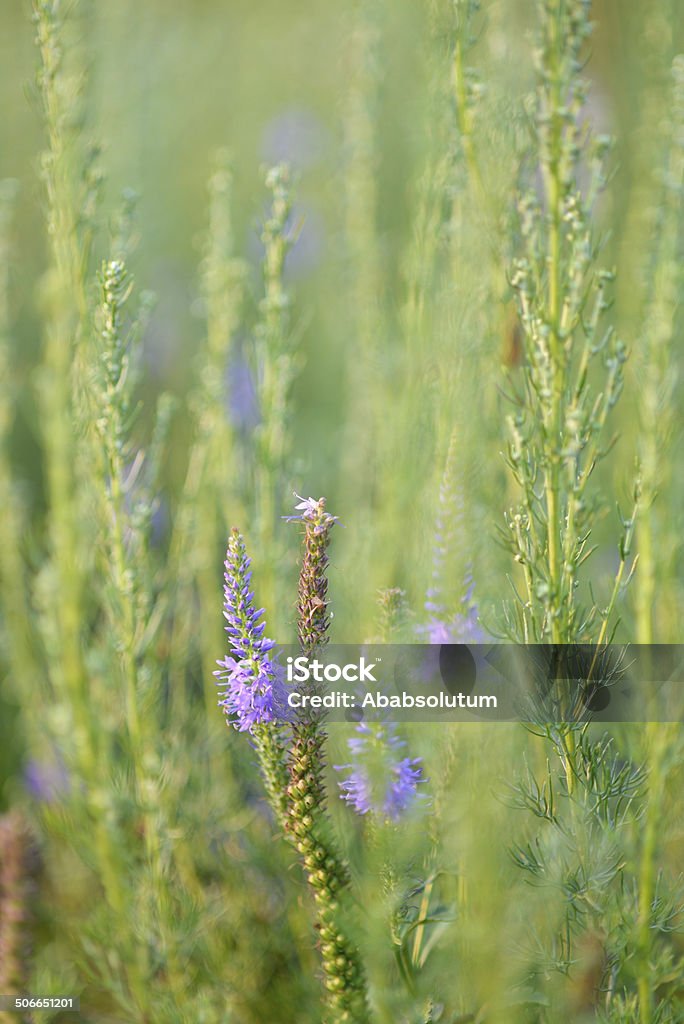 Púrpura de flores silvestres en plena Primorska montañas, Eslovenia, Europa - Foto de stock de Aire libre libre de derechos