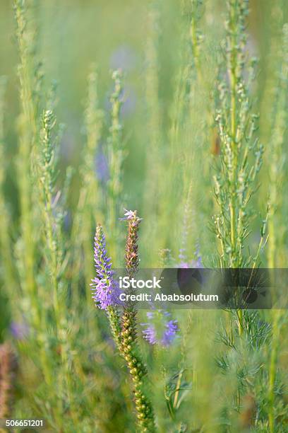 Púrpura De Flores Silvestres En Plena Primorska Montañas Eslovenia Europa Foto de stock y más banco de imágenes de Aire libre