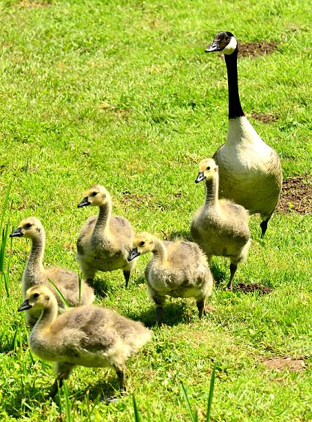 istock goose and goslings 506651395