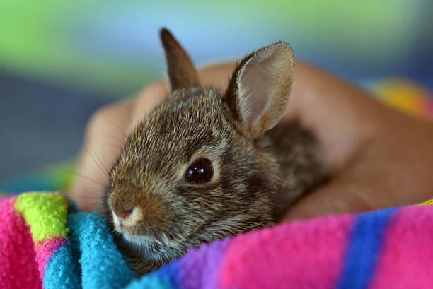 Baby rabbit stock photo