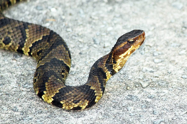 Copperhead Snake Elaborately patterned copperhead snake with head up southern copperhead stock pictures, royalty-free photos & images