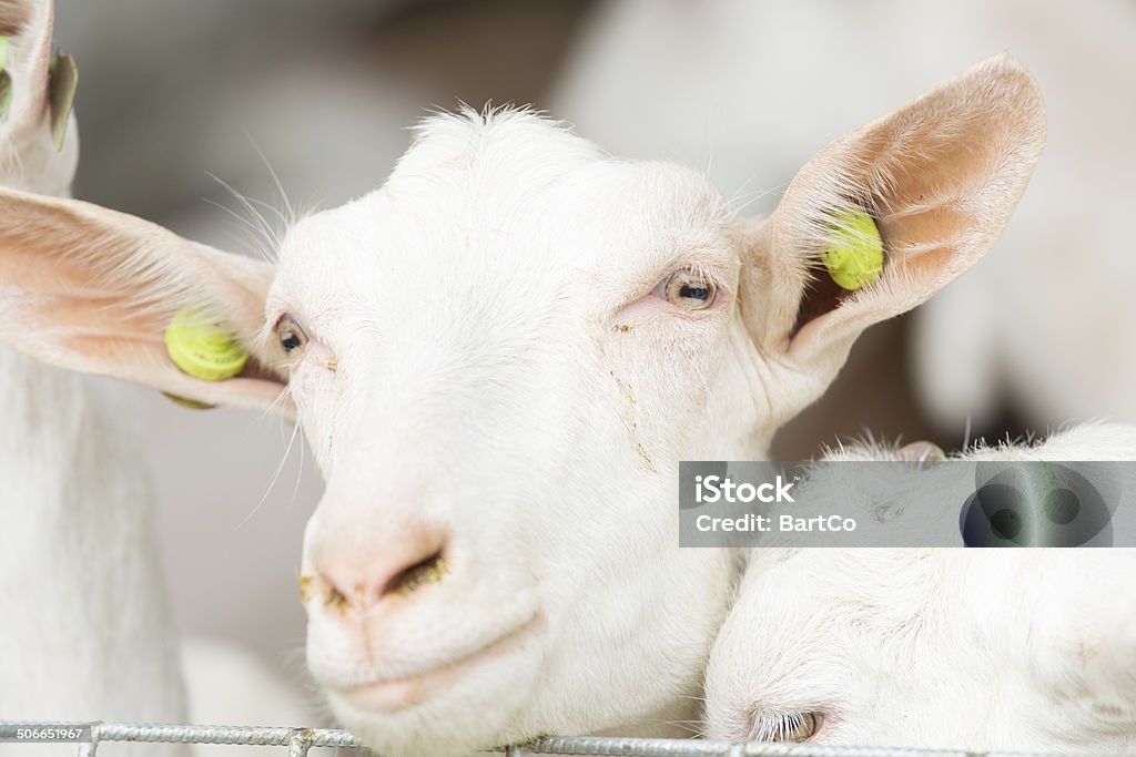 Curious goats Curious goats in barn with straw Animal Stock Photo