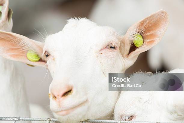 Curious Goats Stock Photo - Download Image Now - Animal, Animal Pen, Animal Themes