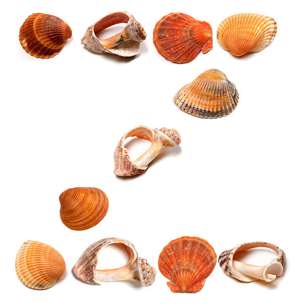 istock Letter Z composed of seashells 506652085