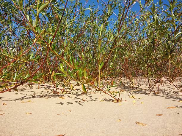 Plants growing at the Baltic beach in Summer